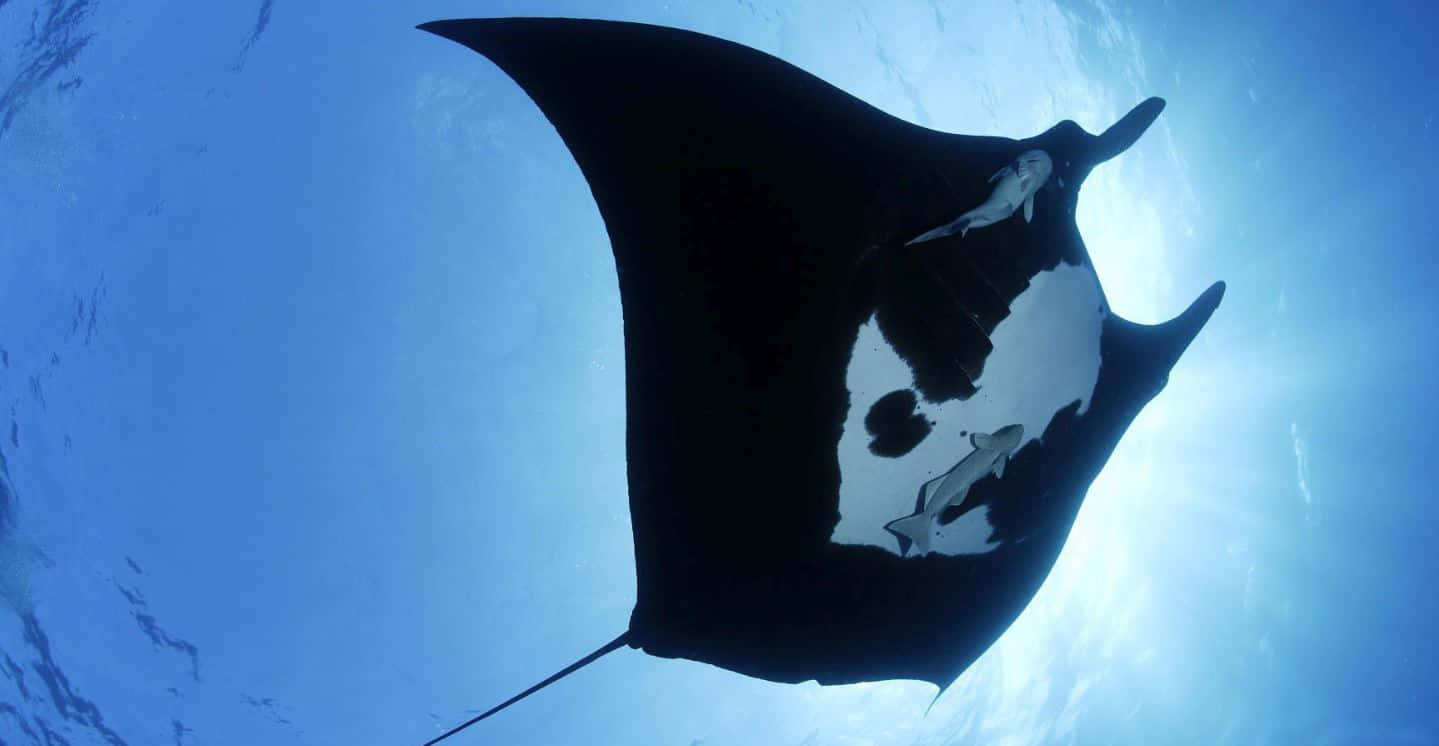 Majestic Manta Ray Underwater Wallpaper
