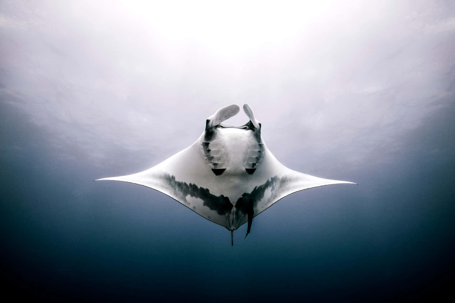 Majestic Manta Ray Underwater Wallpaper