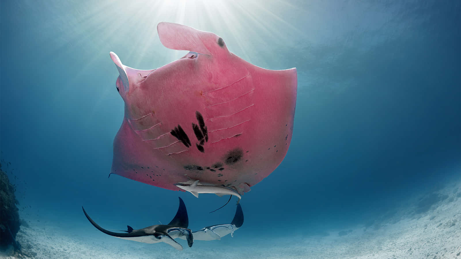 Majestic Manta Ray Underwater Sunburst Wallpaper