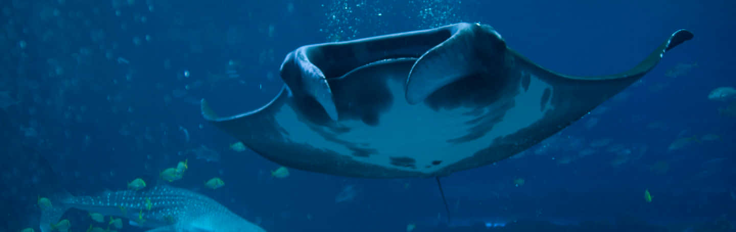 Majestic Manta Ray Underwater Wallpaper