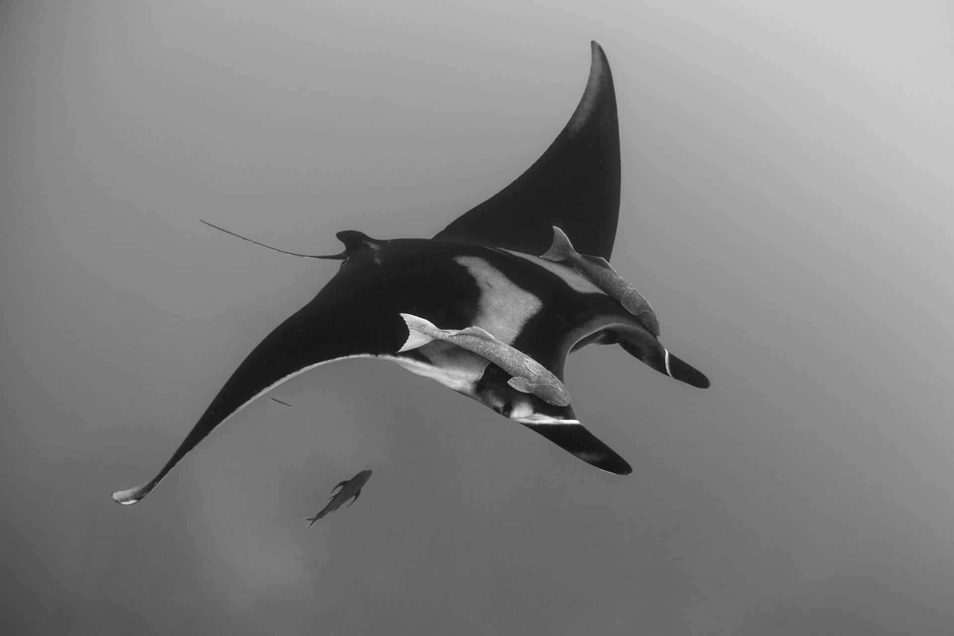 Manta Ray Megah Di Bawah Laut Wallpaper