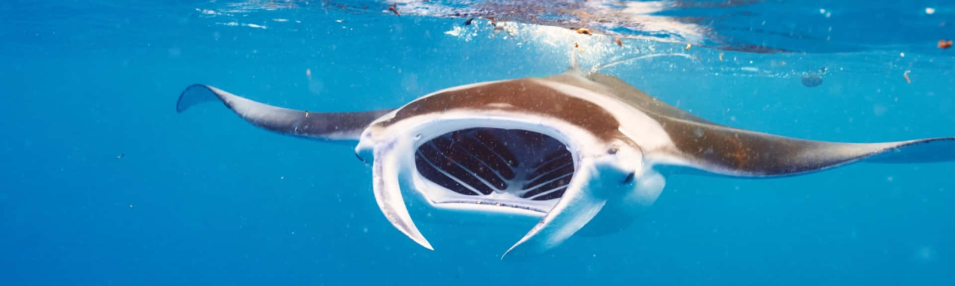 Majestic Manta Ray Underwater Wallpaper