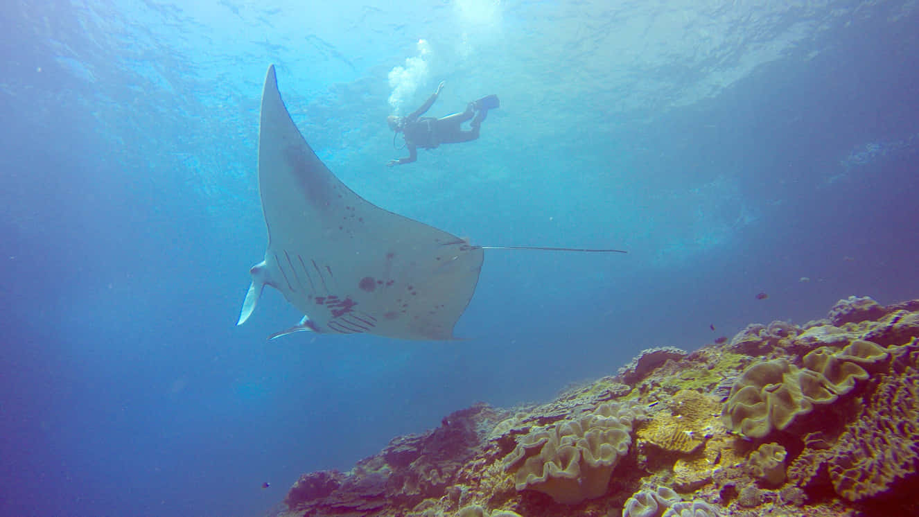 Majestic Manta Ray With Diver Wallpaper