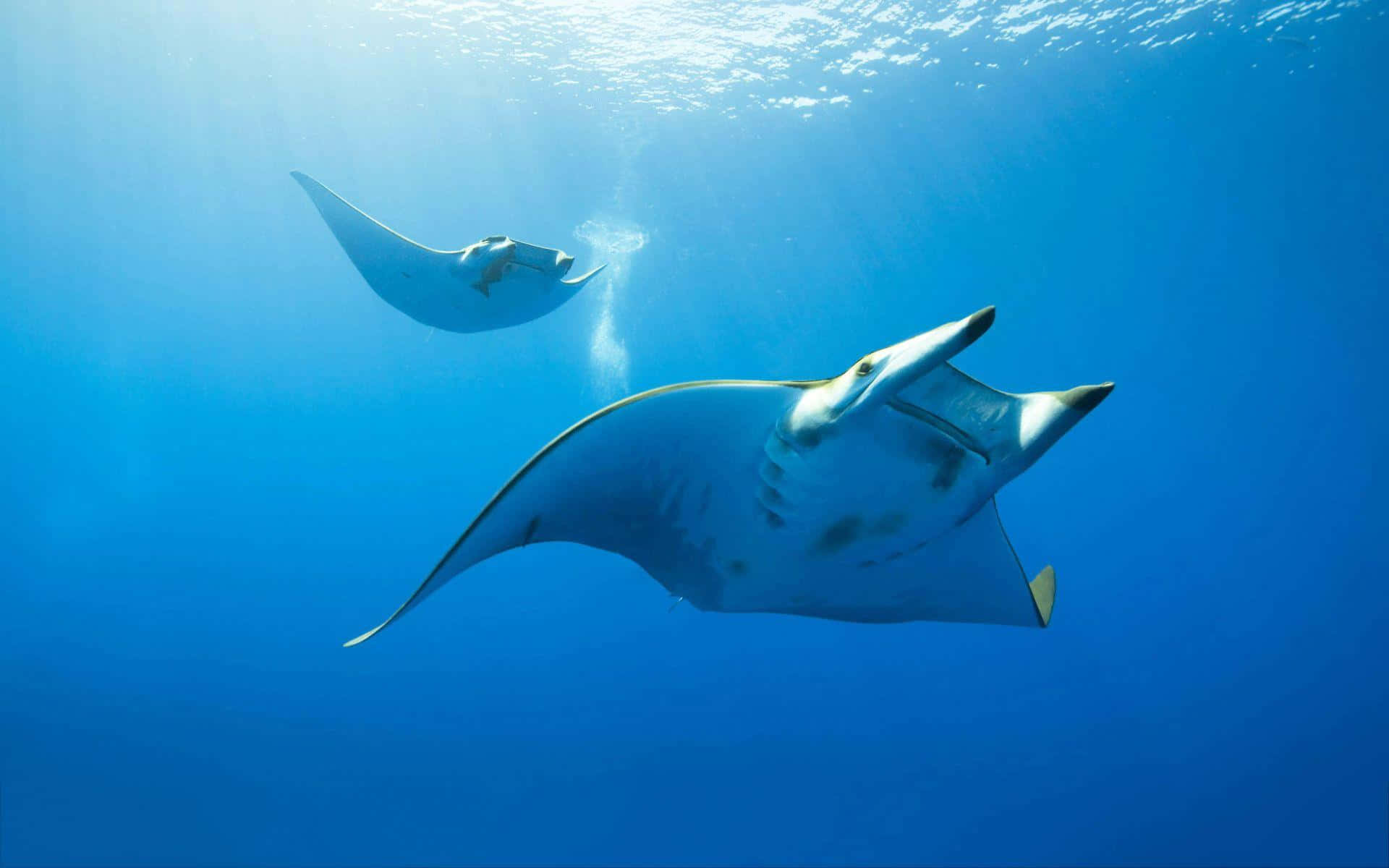 Majestic Manta Rays Underwater Wallpaper