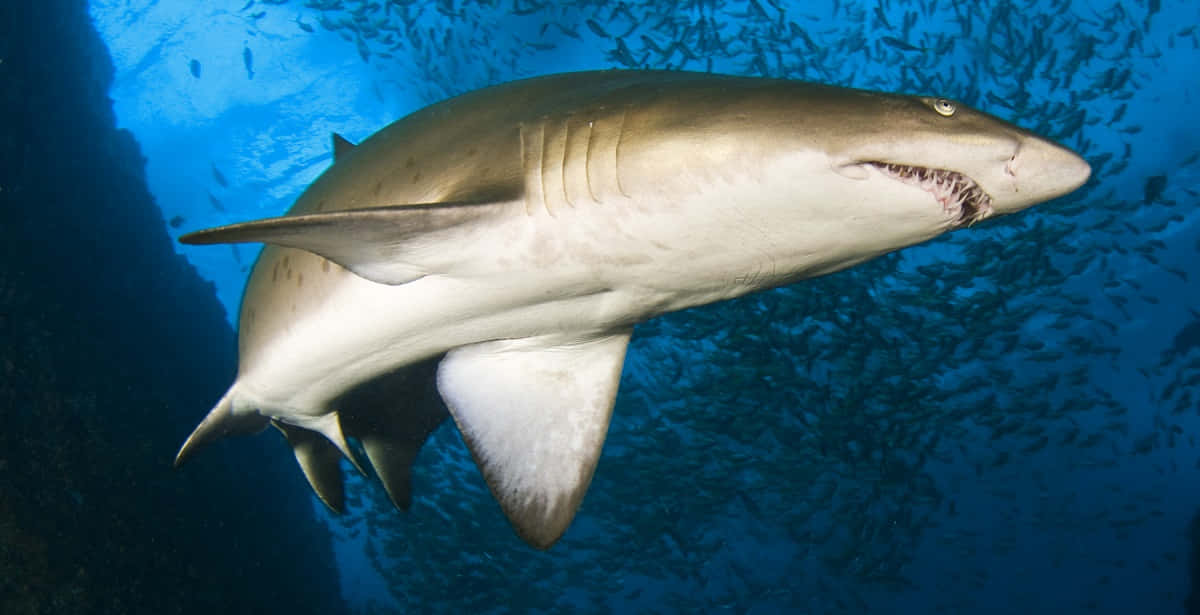 Majestic Marine Beauty - The Nurse Shark Wallpaper