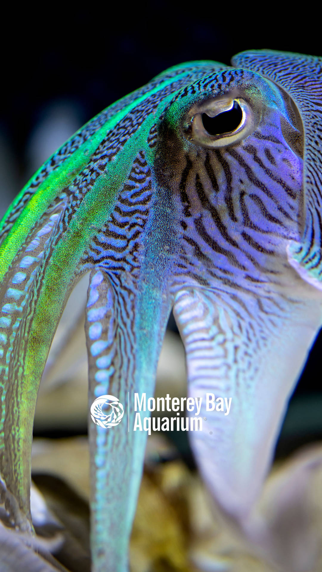 Majestic Marine Life: The Intriguing Cuttlefish Wallpaper