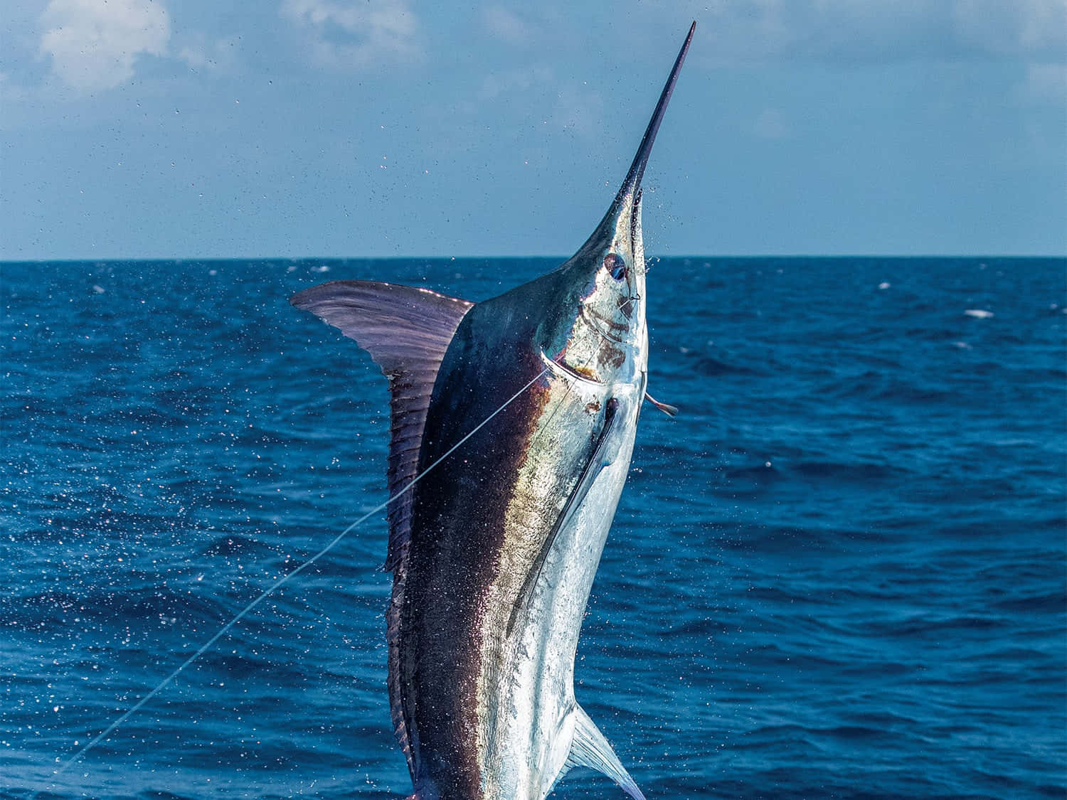 Majestueuze Marlijn Die Springt Boven De Oceaan Achtergrond