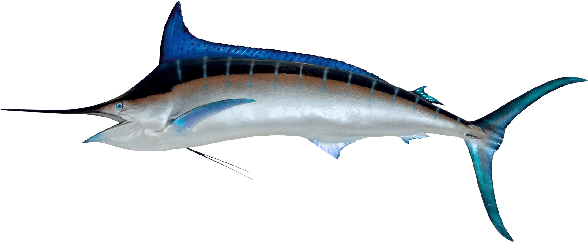 Majestic Marlin Swimming PNG