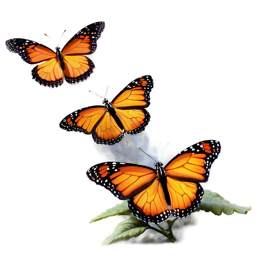 Majestic Monarch Butterflies Png 97 PNG