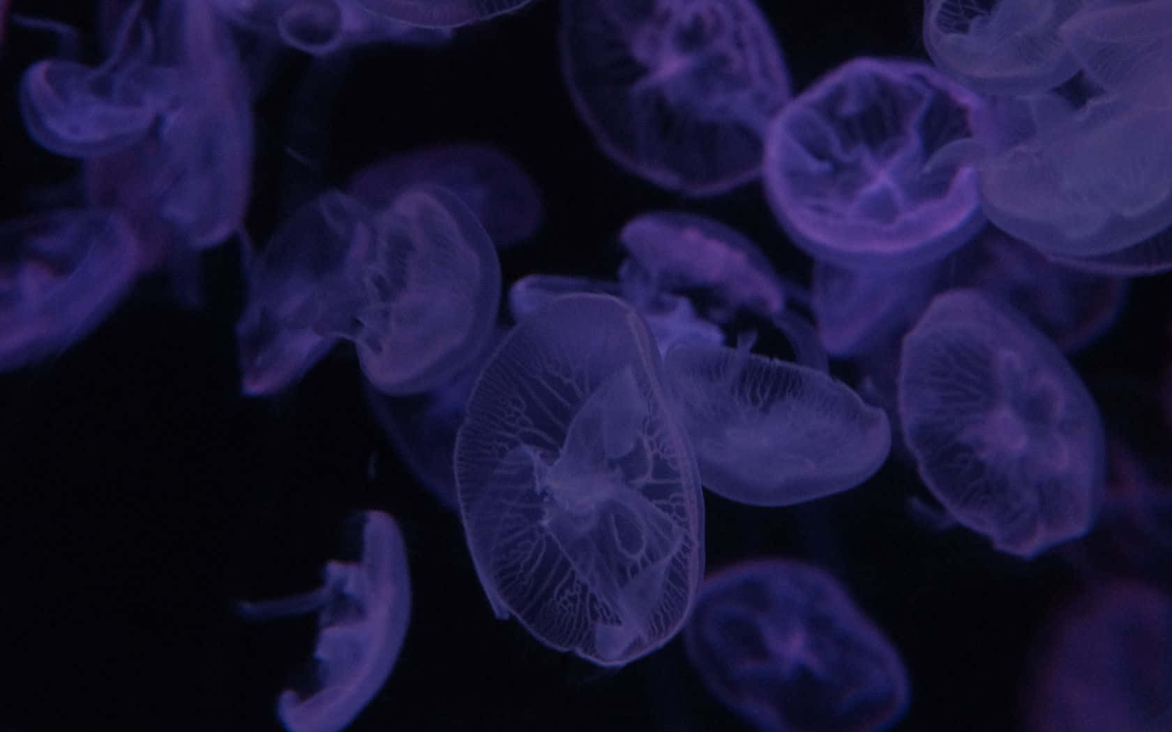 Majestic Moon Jellyfish In The Deep Blue Sea Wallpaper