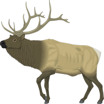 Majestic Moose Illustration PNG