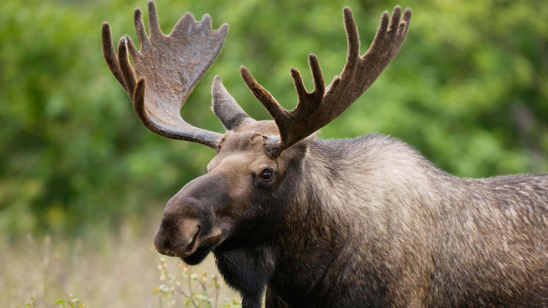 Majesteettinen Hirvi Profiilissa Taustakuva