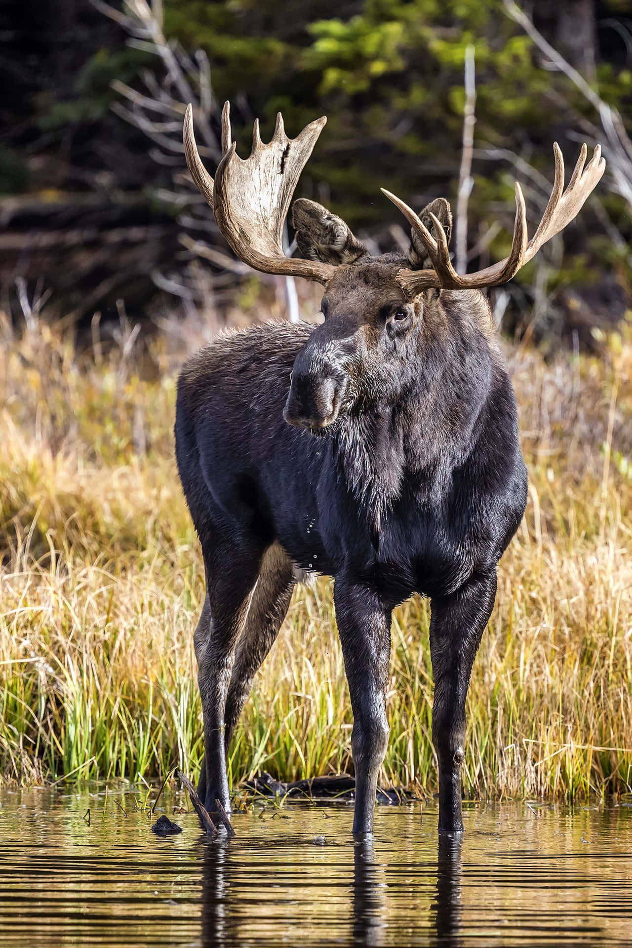 Majestic Moose Standingin Water Wallpaper