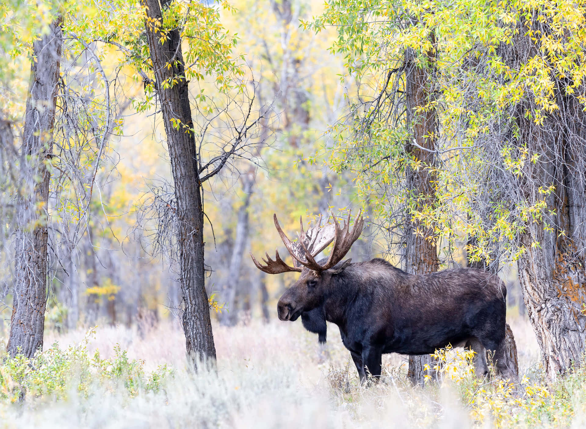 Majestic Moosein Autumn Forest Wallpaper