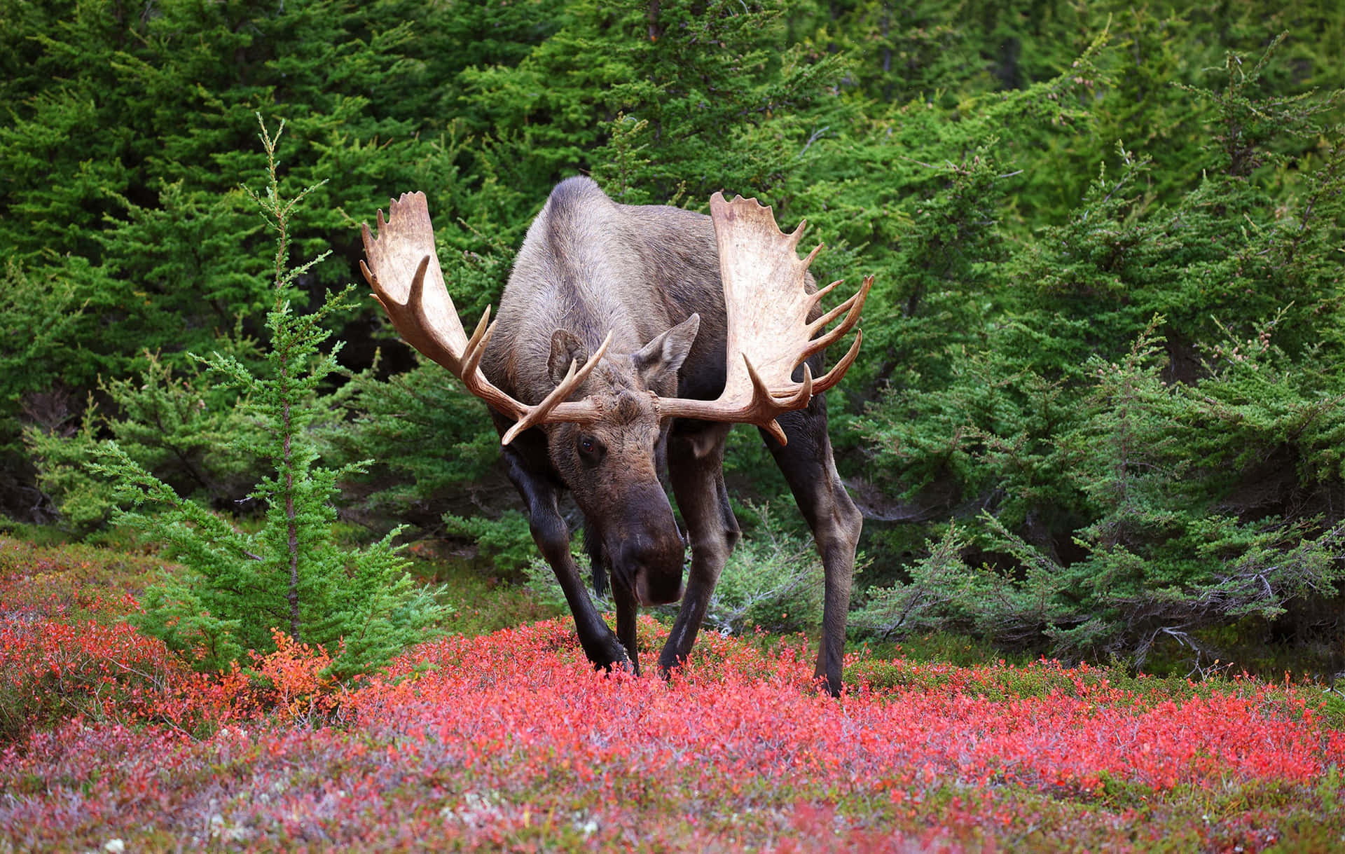 Élan Majestueux Dans La Forêt D'automne Fond d'écran