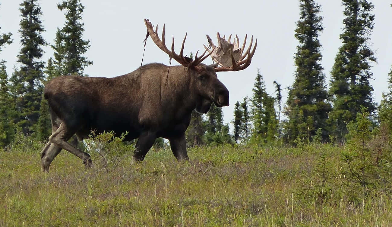 Élan Majestueux Dans La Nature Fond d'écran