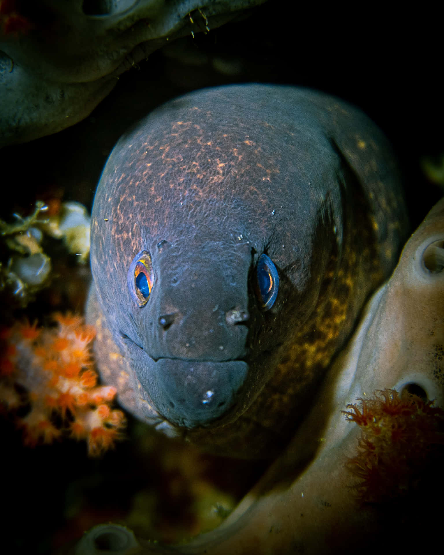 Majestic Moray Eel Emerging From A Coral Reef Wallpaper