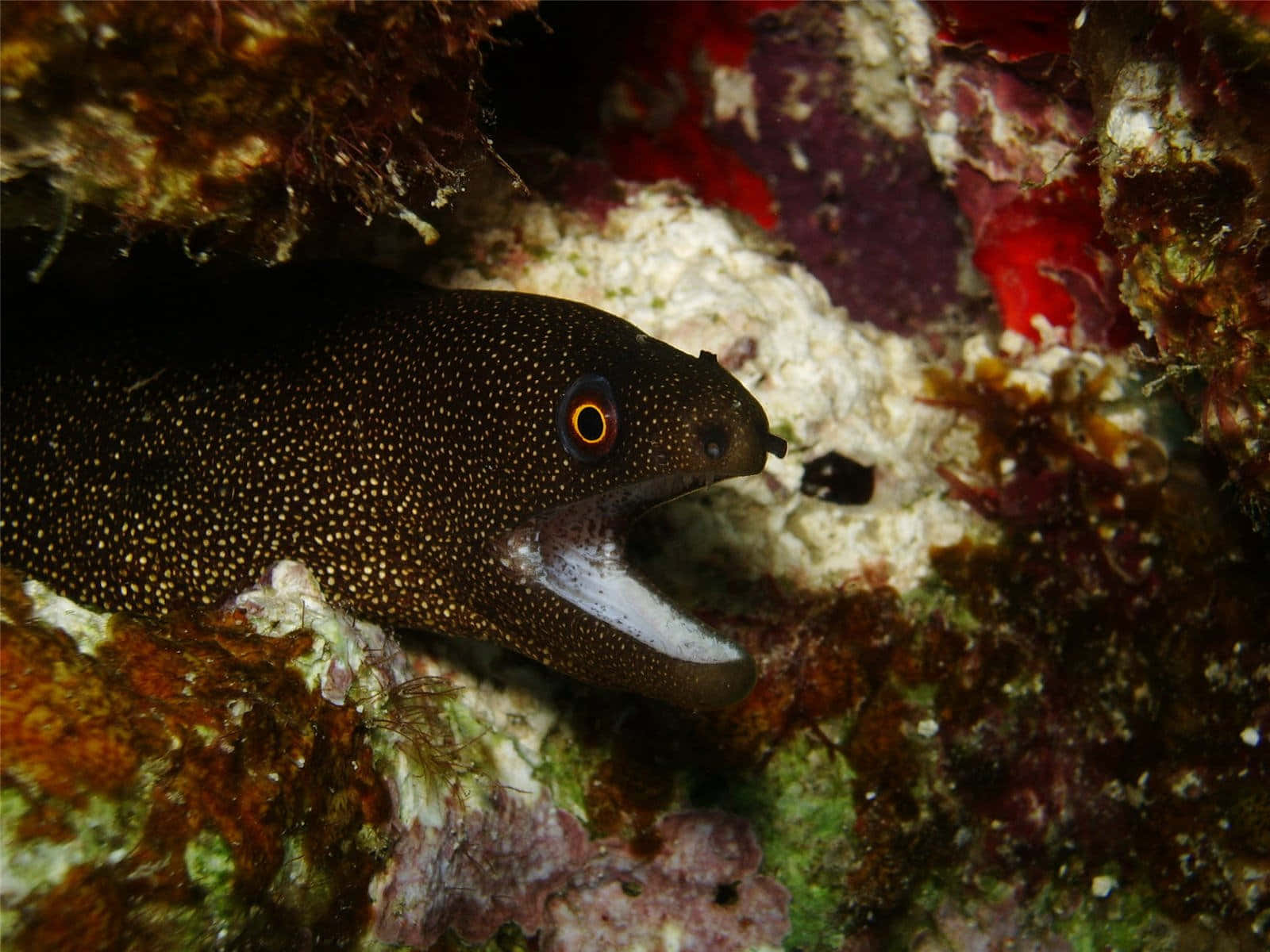 Majestic Moray Eel In The Depths Of The Coral Reef Wallpaper
