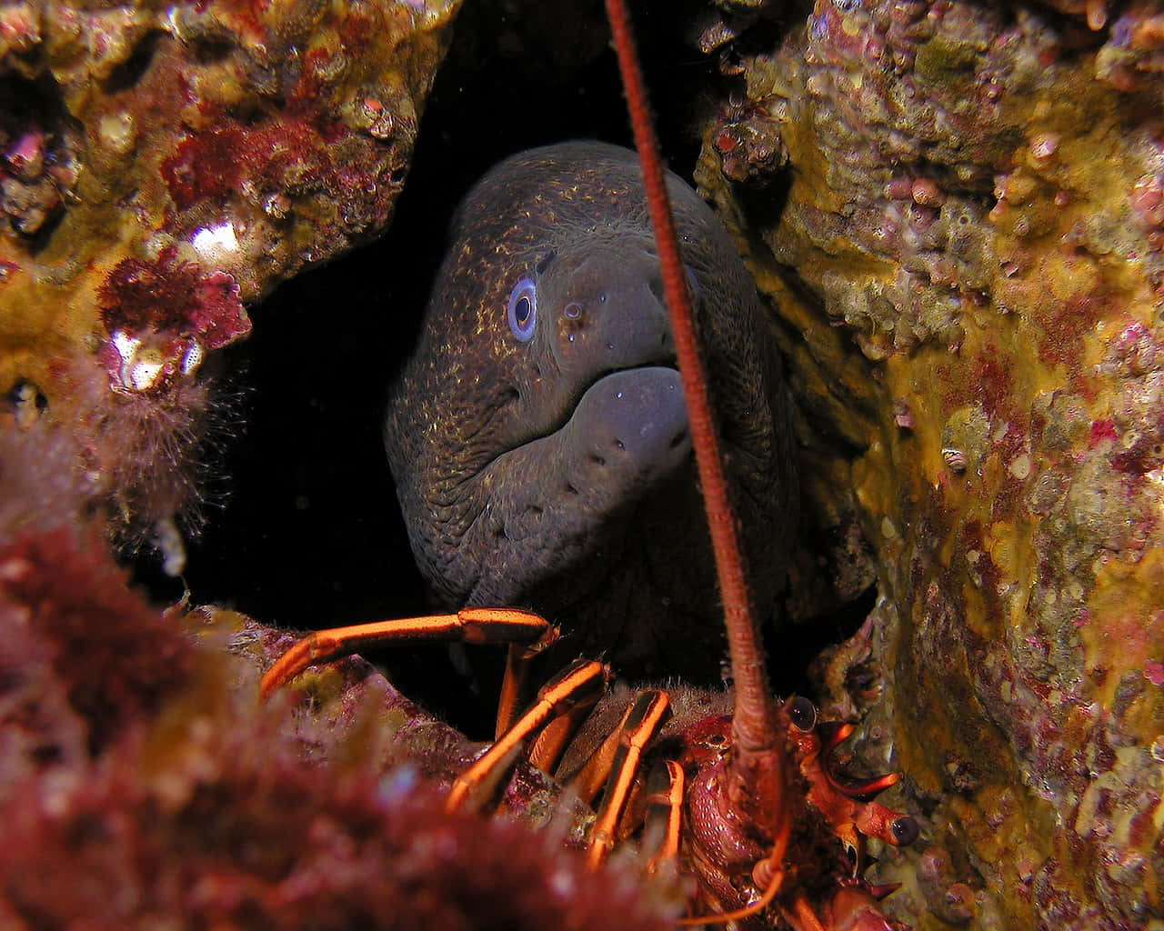 Majestic Moray Eel Lurking In Its Aquatic Habitat Wallpaper