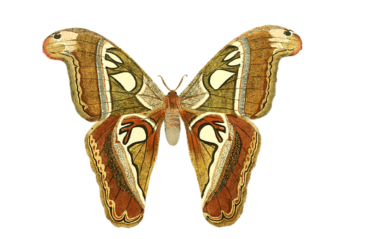 Majestic_ Moth_ Spread_ Wings PNG