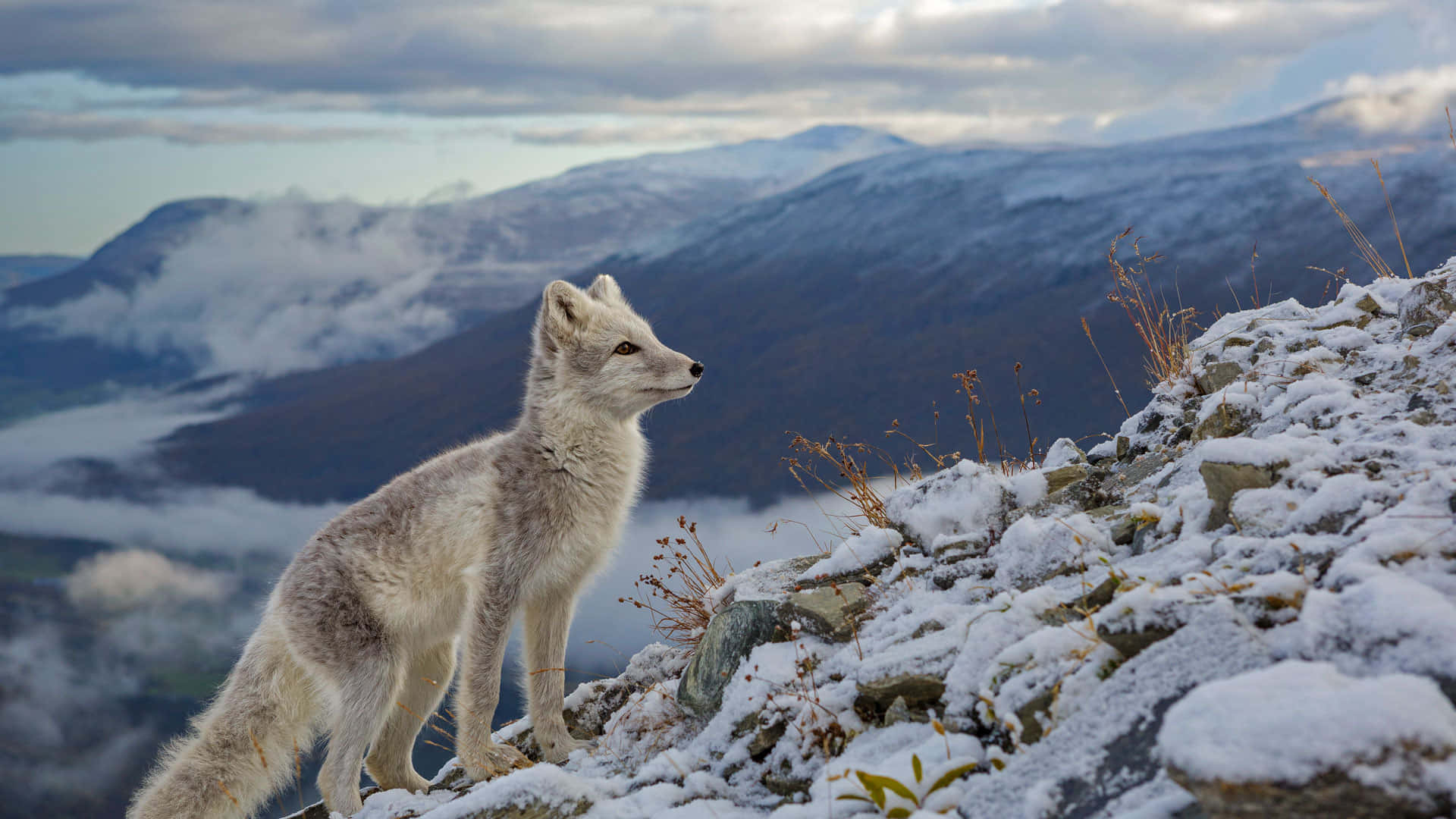 Majestic Mountain Foxin Winter Wallpaper