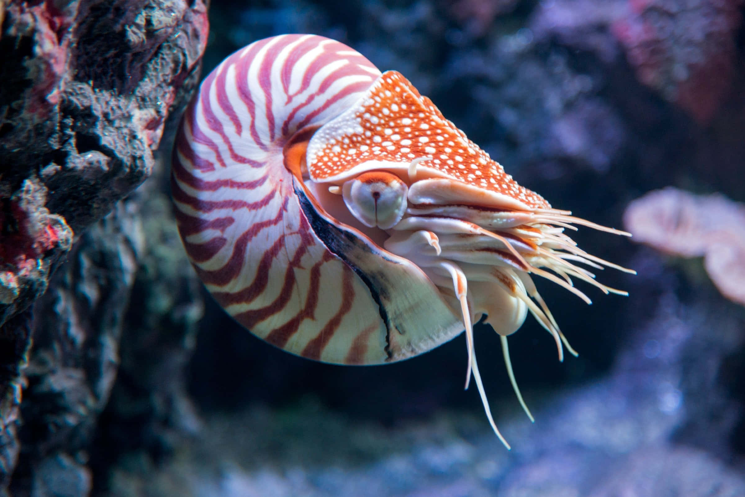 Majestic Nautilus In The Deep Sea Wallpaper