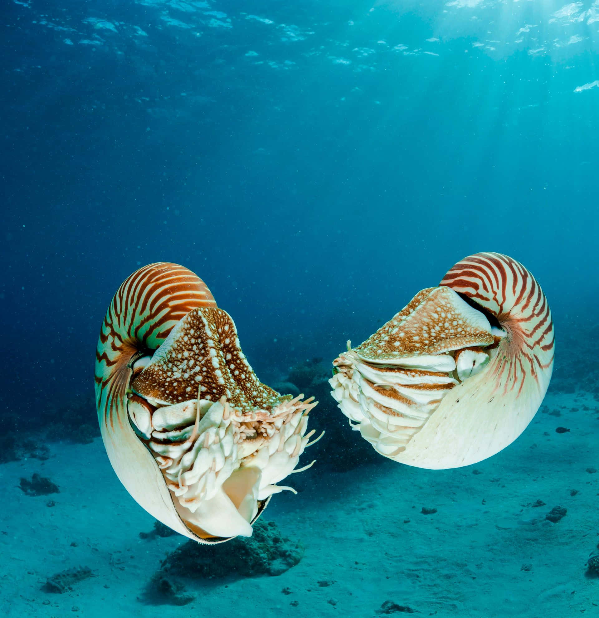 Majestic Nautilus Spiraling In The Deep Blue Sea. Wallpaper