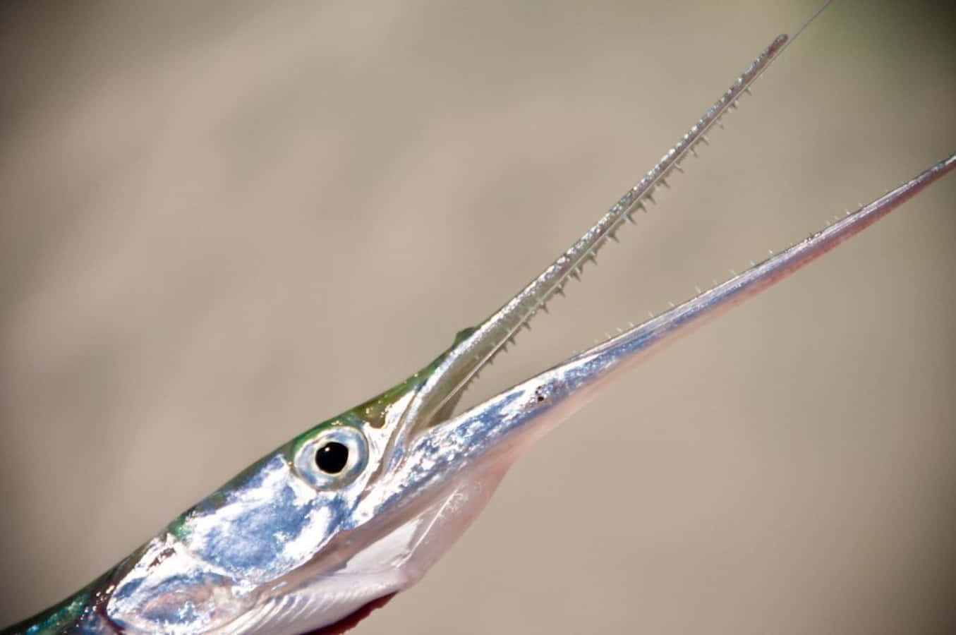 Majestic Needlefish In Crystal Clear Waters Wallpaper