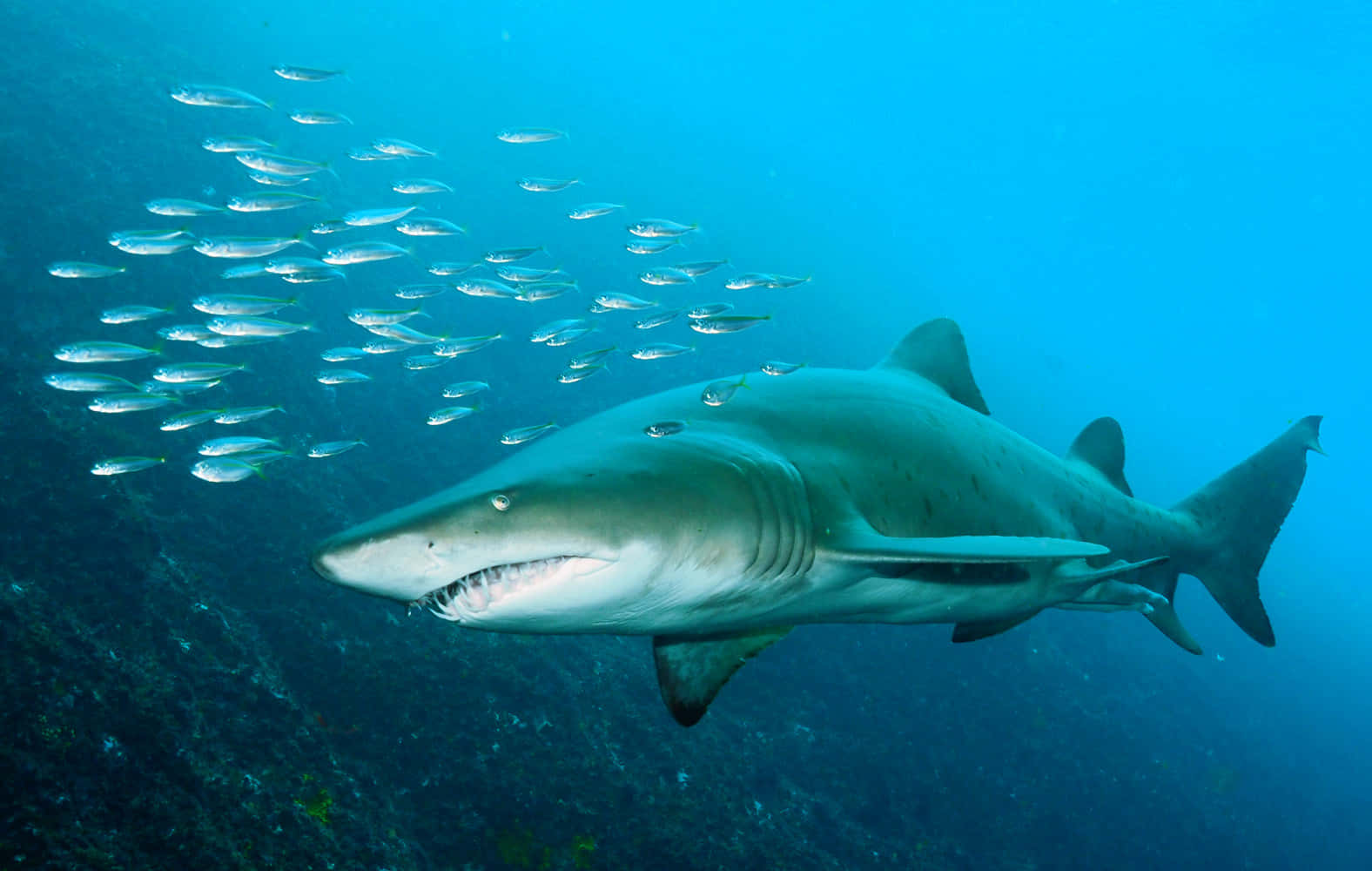 Majestic Nurse Shark Gliding Through The Ocean Depths Wallpaper