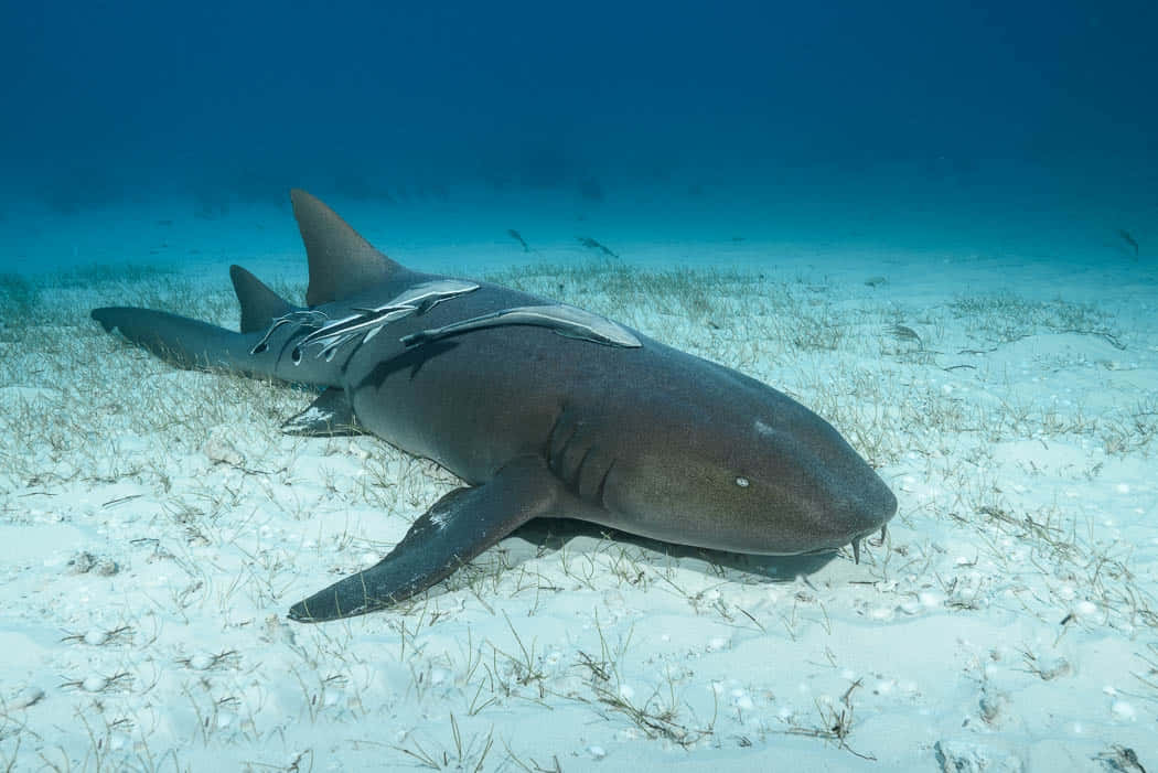 Majestic Nurse Shark Peacefully Swimming In The Deep Blue Sea Wallpaper