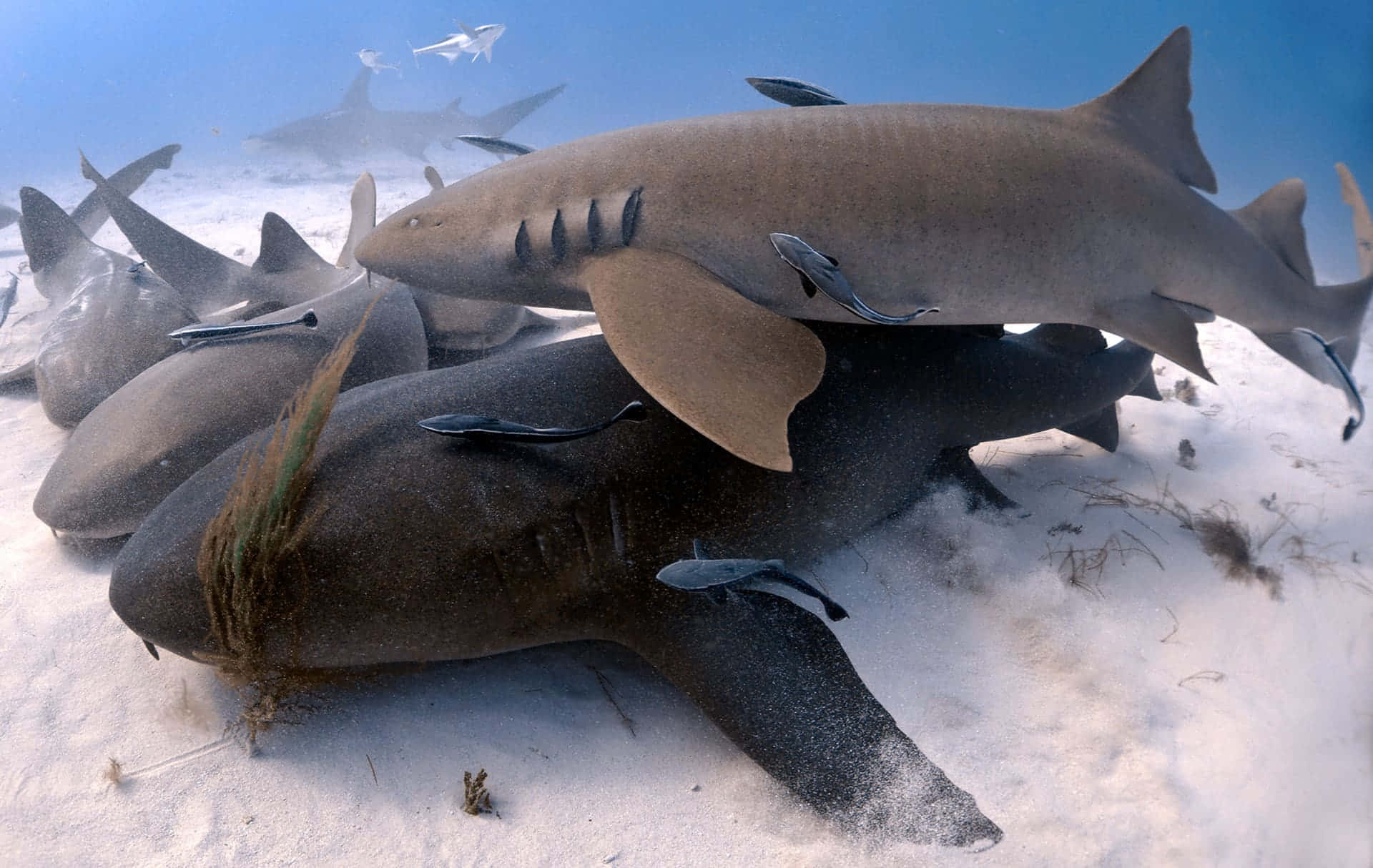 Requin Infirmier Majestueux Nageant Dans La Mer Bleue Profonde Fond d'écran