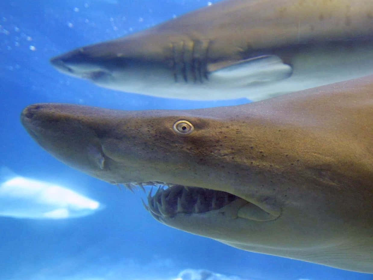 Requin Infirmier Majestueux Sous L'eau Fond d'écran