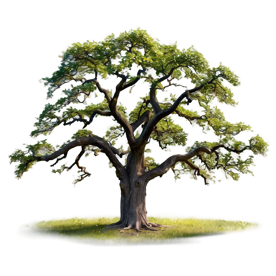 Download Majestic Oak Trees Png 37 | Wallpapers.com