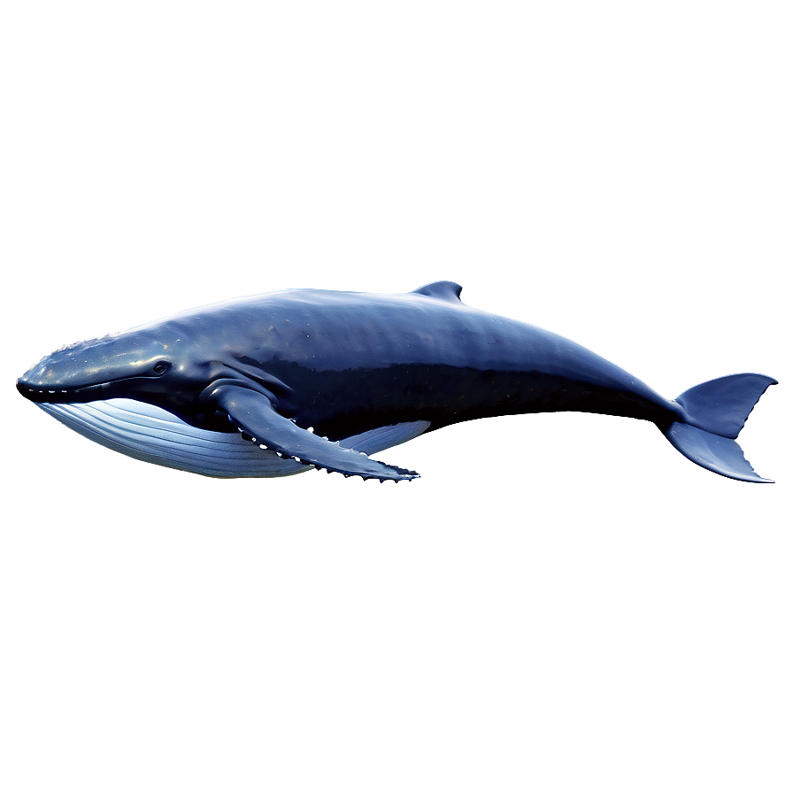 Majestic Ocean Whale Png Clt PNG