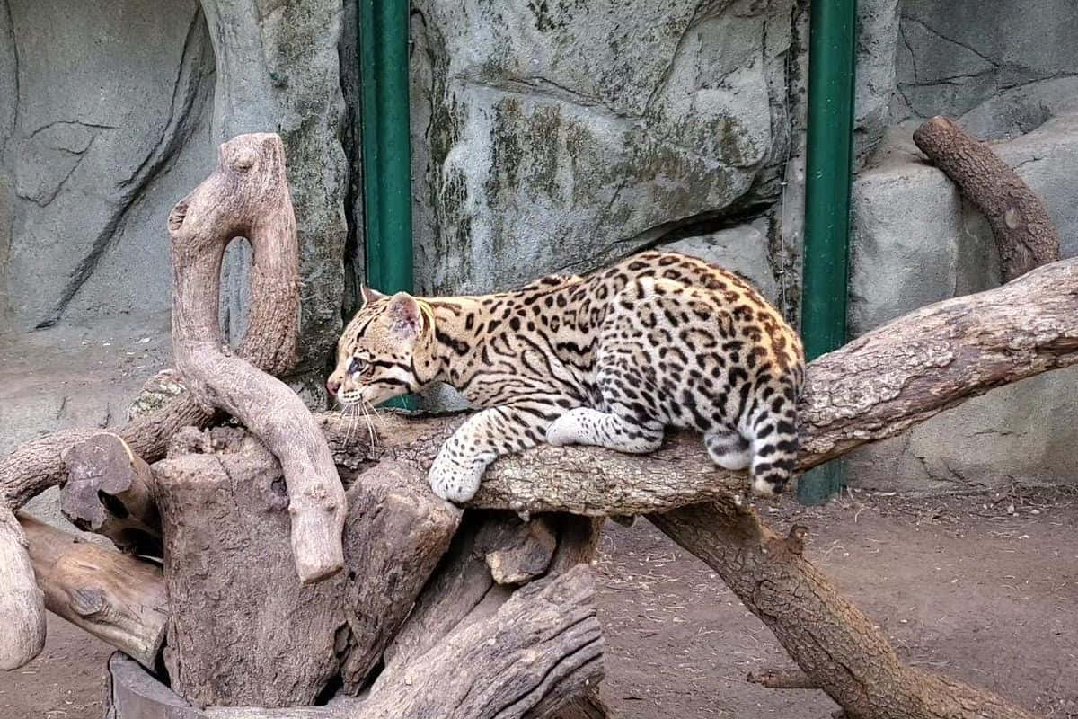 Majestic Ocelot In Its Natural Habitat Wallpaper