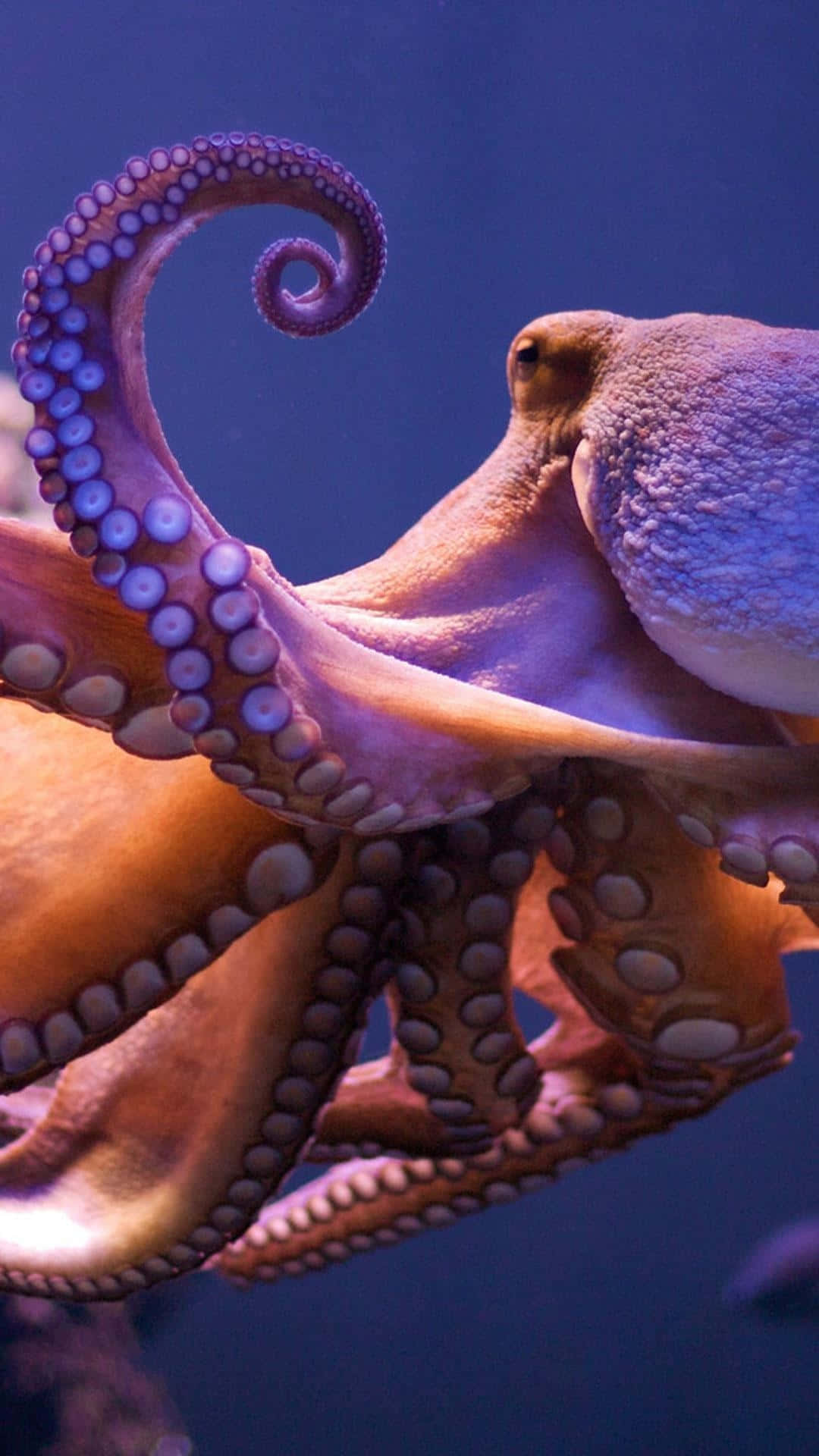 Majestic Octopus In The Deep Blue