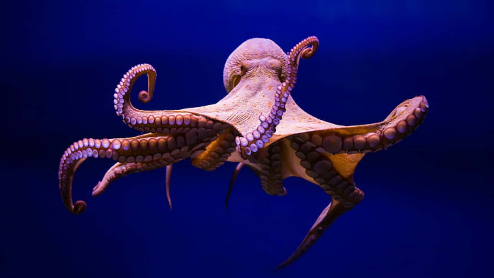 Majestic Octopus Underwater Wallpaper