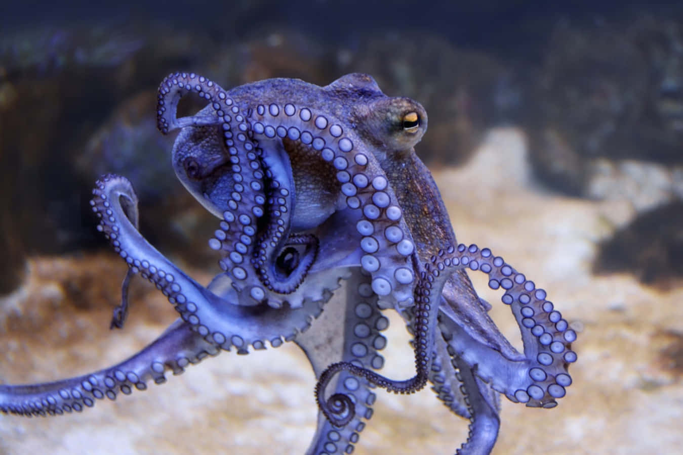 Majestic Octopus Underwater Wallpaper