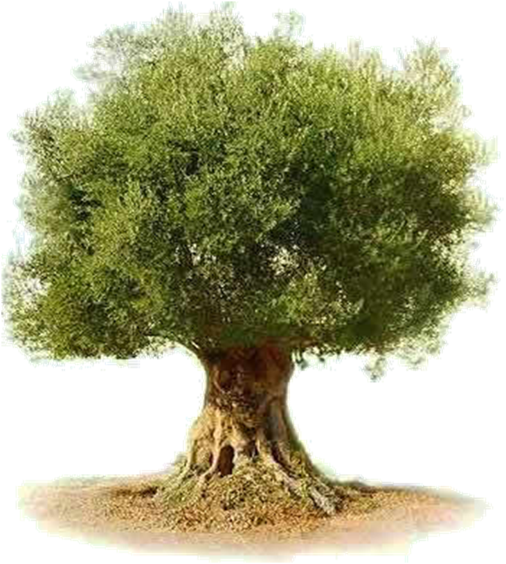 Majestic Olive Tree PNG
