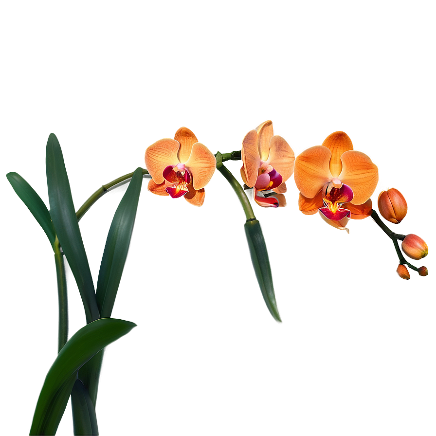 Majestic Orange Orchid Png 06122024 PNG