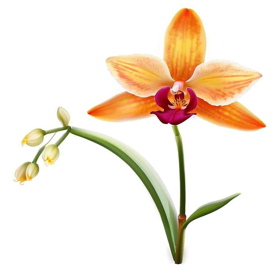 Majestic Orange Orchid Png Axb48 PNG