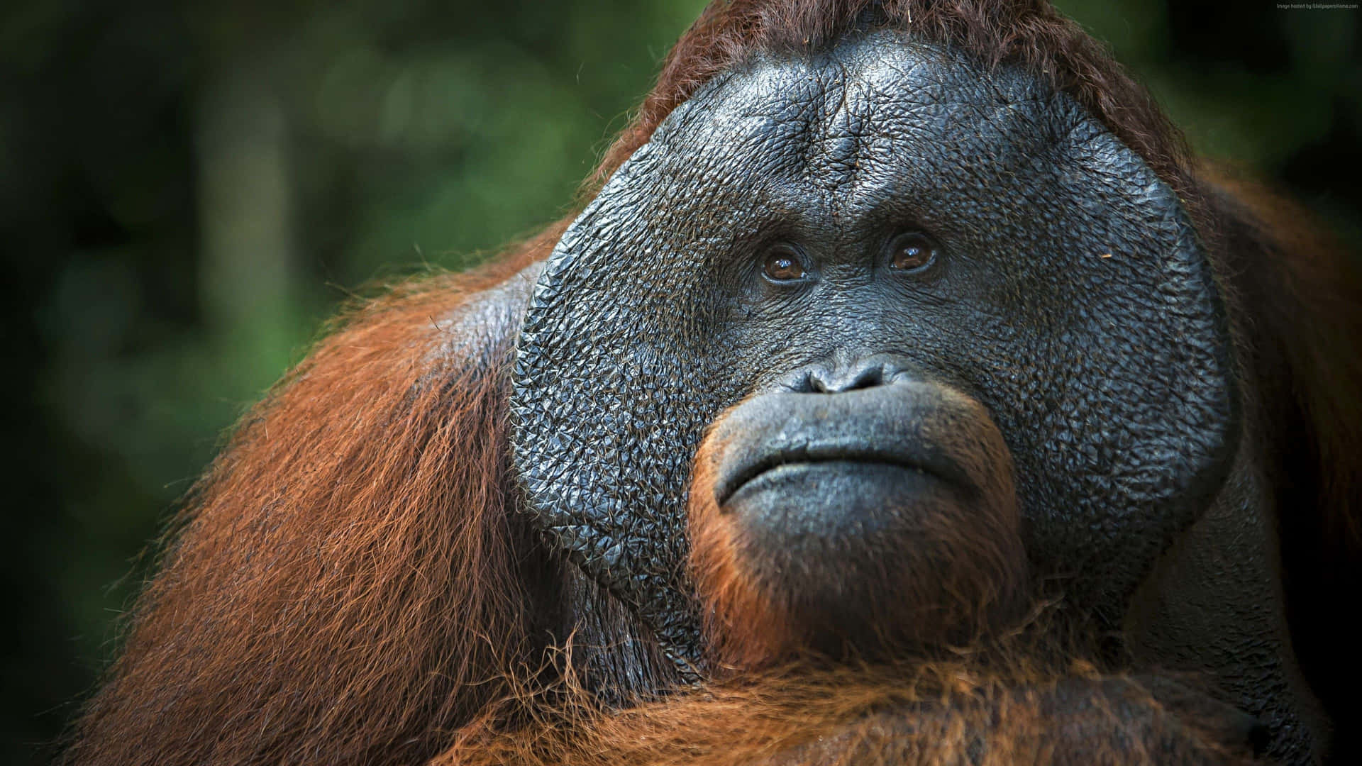 Majestic_ Orangutan_ Portrait_4 K Wallpaper