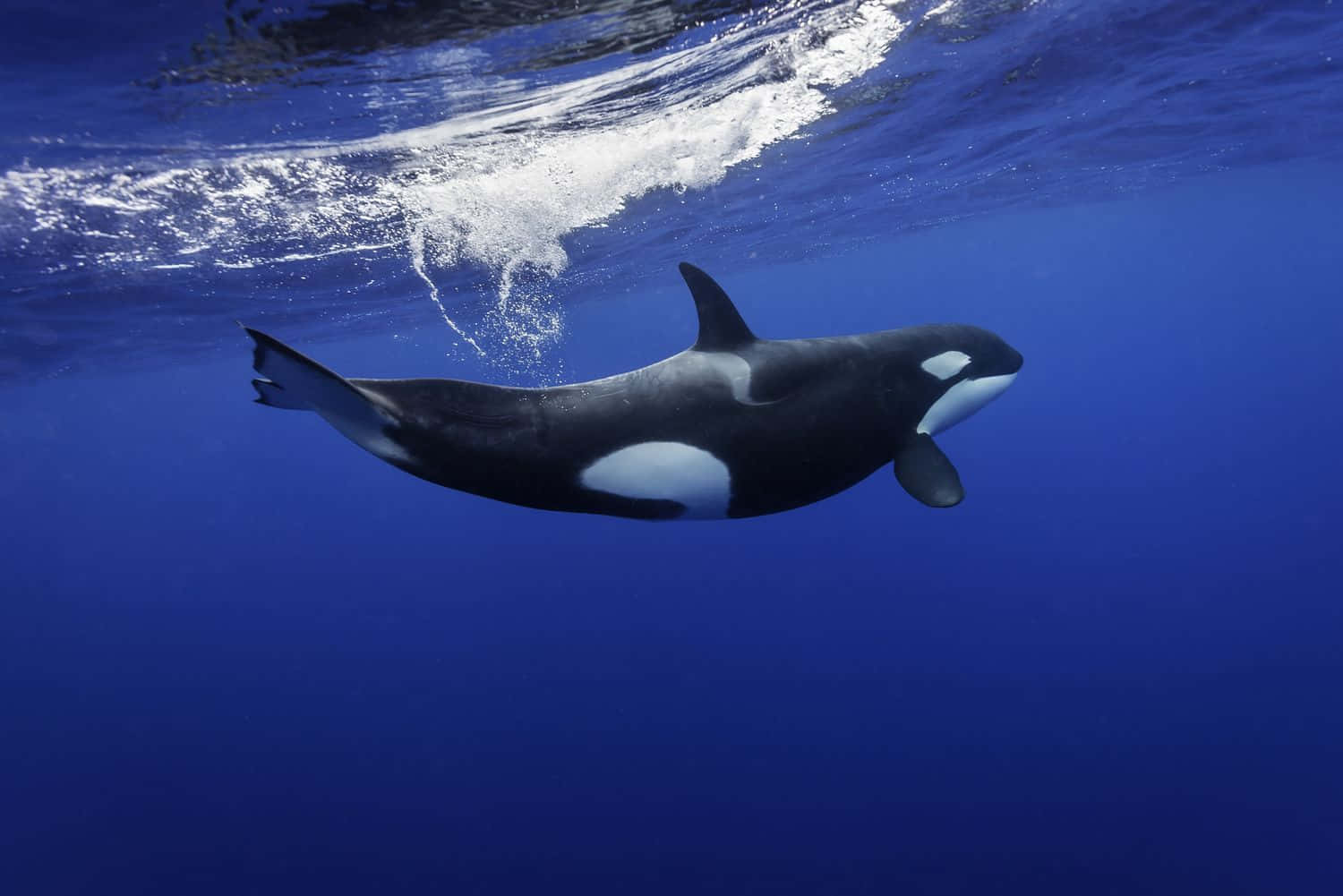 Majestic Orca Swimming Underwater.jpg Wallpaper