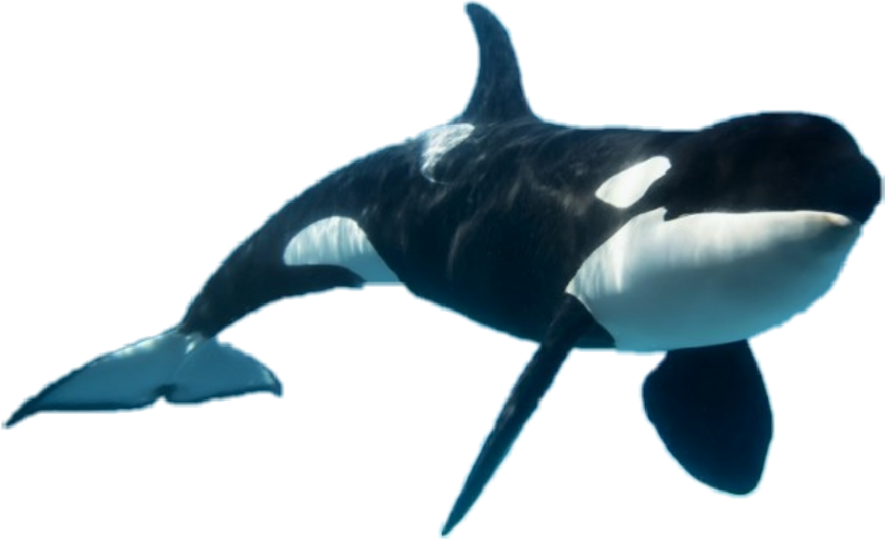 Majestic_ Orca_ Underwater.png PNG