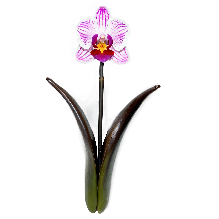 Majestic Orchid Png Qdr PNG