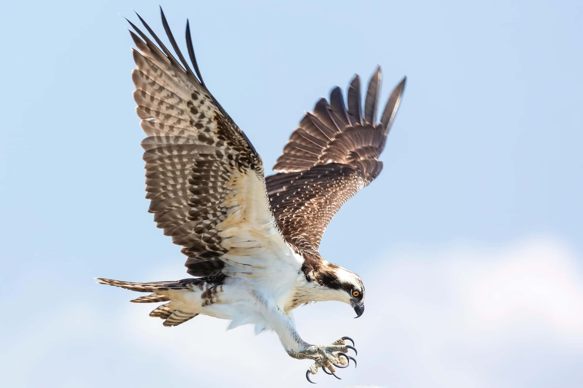 Majestic Osprey In Flight.jpg Wallpaper