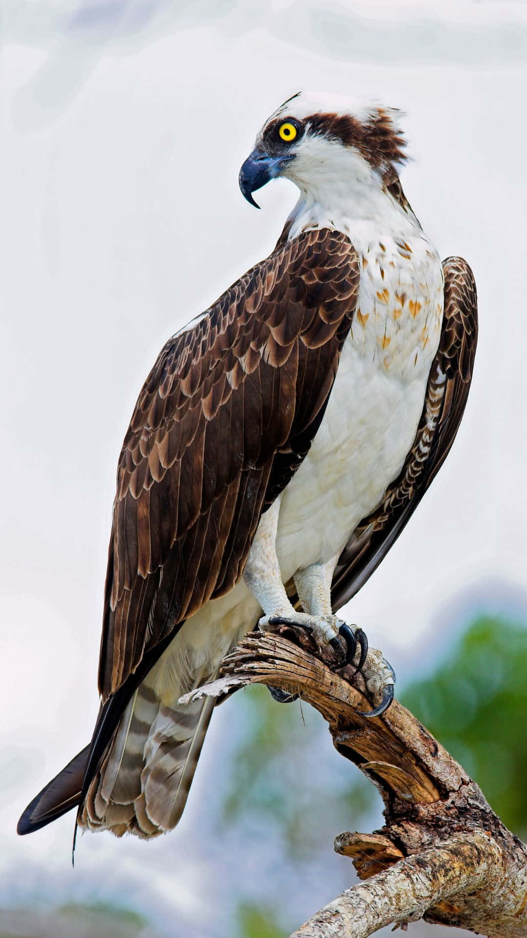 Majestic Osprey Perched Wallpaper