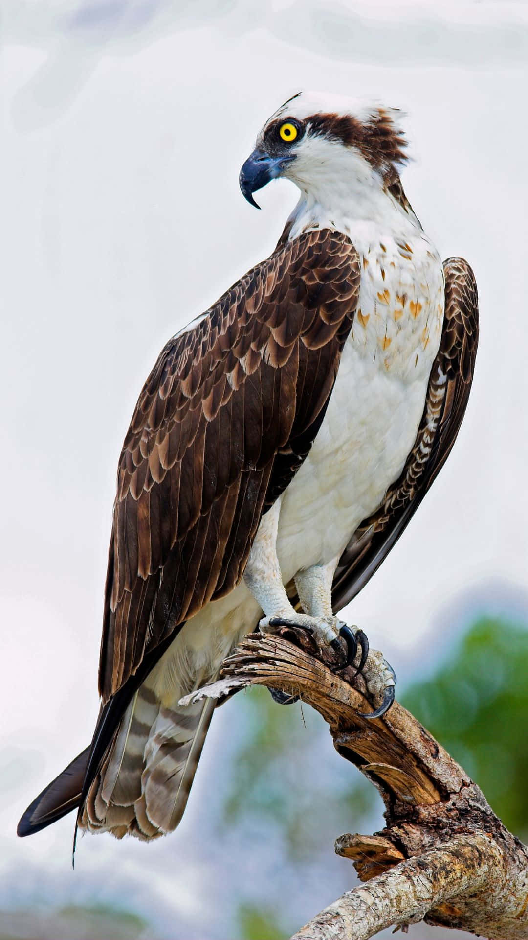 Download Majestic Osprey Perched Wallpaper | Wallpapers.com