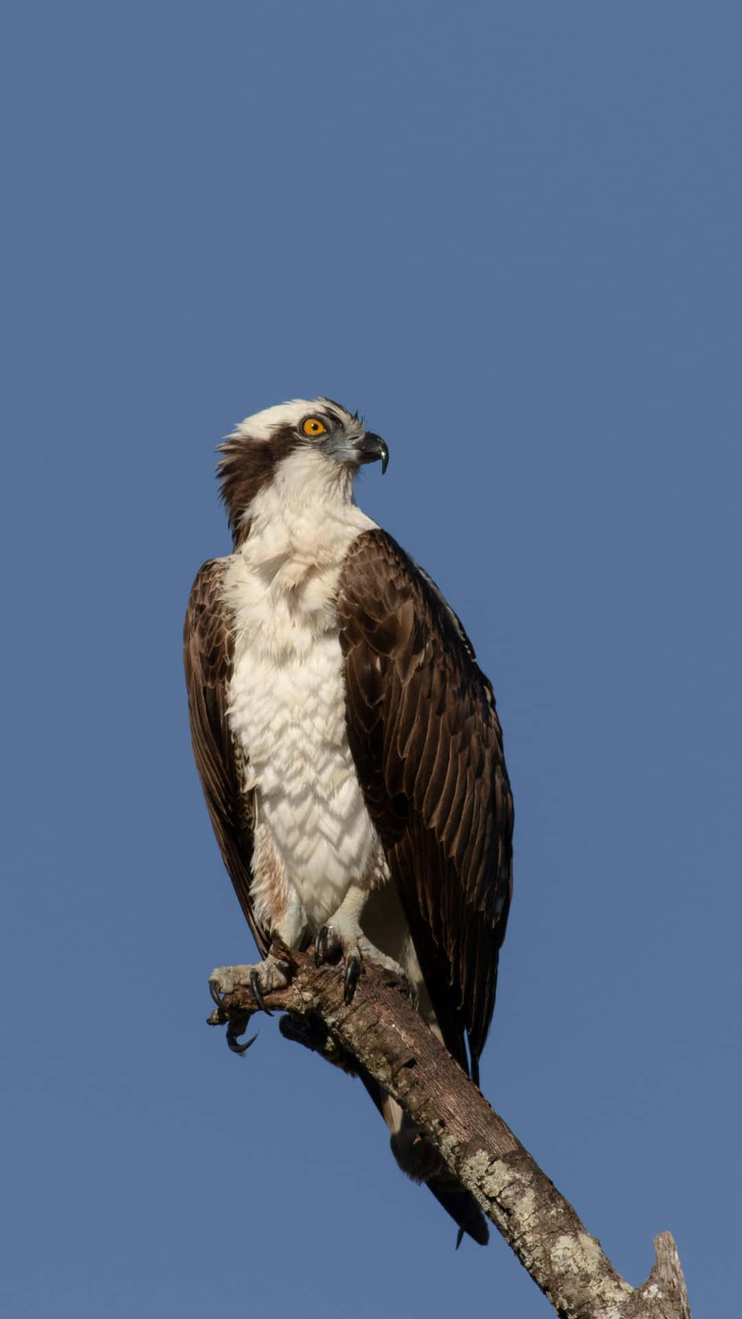 Download Majestic Osprey Perched Against Blue Sky.jpg Wallpaper ...