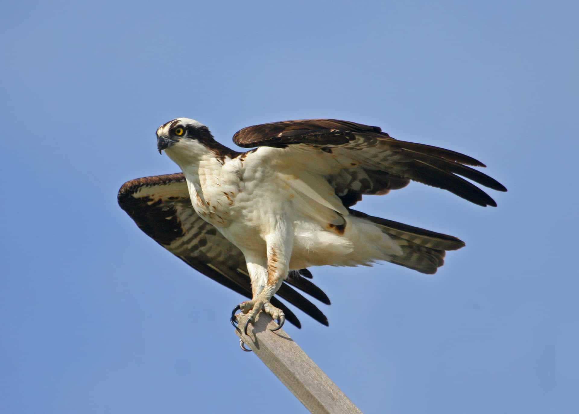 Majestueuze Visarend Op Een Paal Tegen Blauwe Lucht.jpg Achtergrond